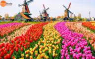Những thành phố du học lý tưởng tại Hà Lan